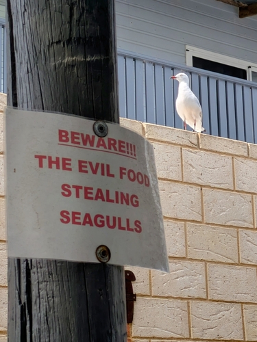 Silver Gull