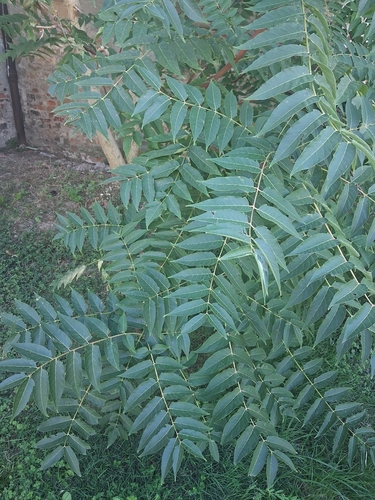 tree-of-heaven