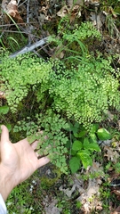 Adiantum shastense image