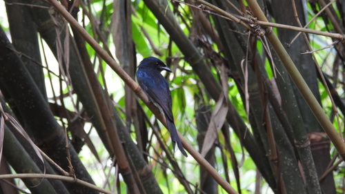 White-bellied Drongo