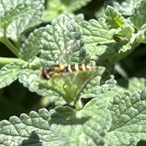 Common Globetail
