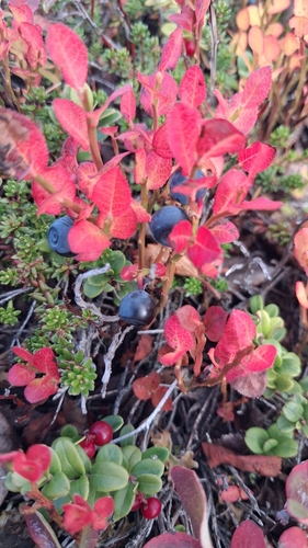 common bilberry