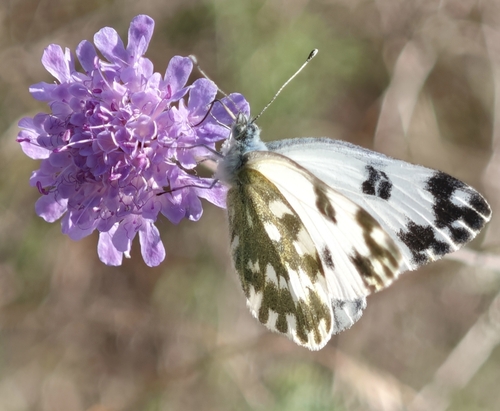 Eastern Bath White