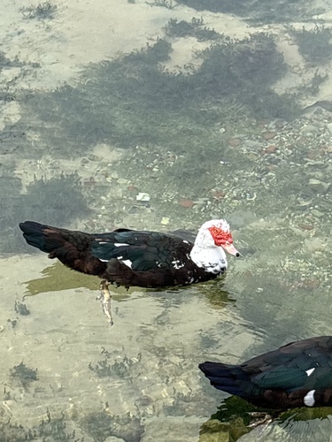 Muscovy Duck