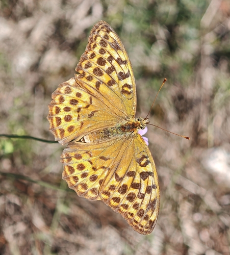 Silver-washed Fritillary