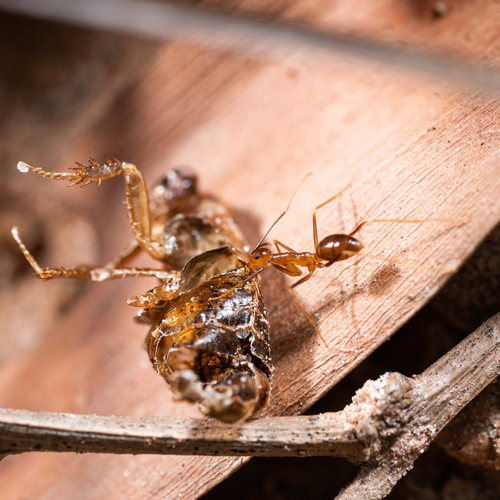Yellow Crazy Ant