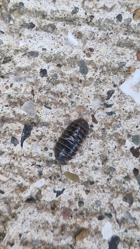 Common Pill Woodlouse