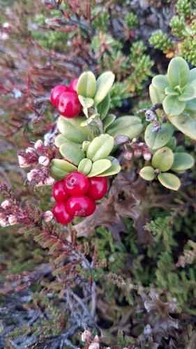 Lingonberry