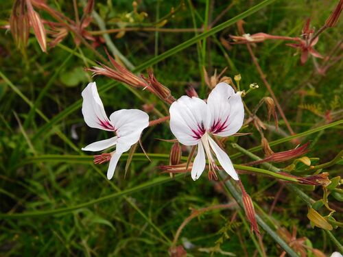 Pelargonium myrrhifolium