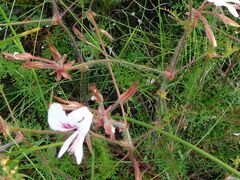 Pelargonium myrrhifolium, photograph author not stated, no rights reserved