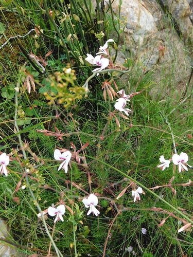 Pelargonium myrrhifolium, photograph 2