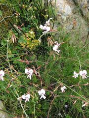 Pelargonium myrrhifolium, photograph author not stated, no rights reserved