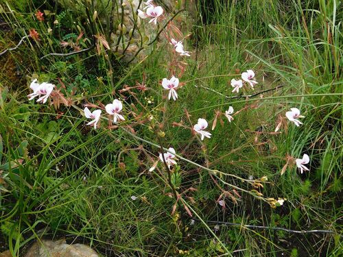 Pelargonium myrrhifolium, photograph 3
