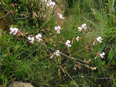 Pelargonium myrrhifolium, photograph author not stated, no rights reserved
