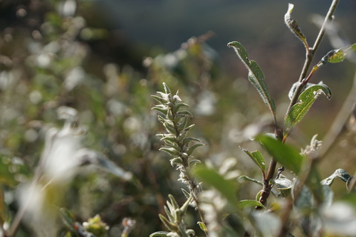 Downy Willow