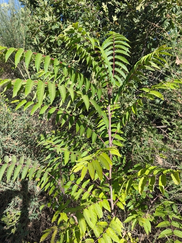 tree-of-heaven
