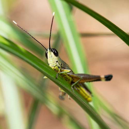 Ceracris fasciata