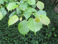 Euptelea polyandra