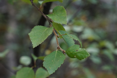 Downy Birch