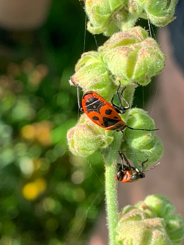 European Firebug