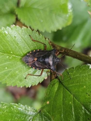 Forest Bug