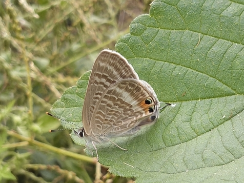 Pea Blue