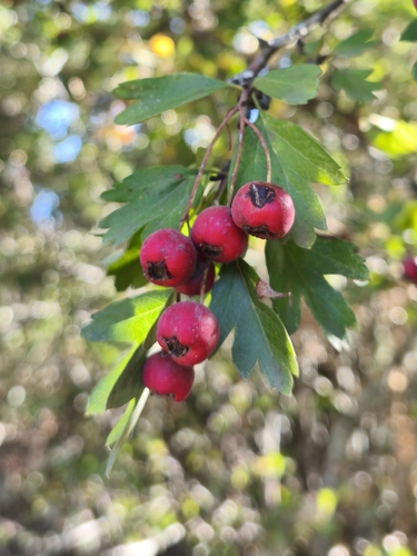 common hawthorn
