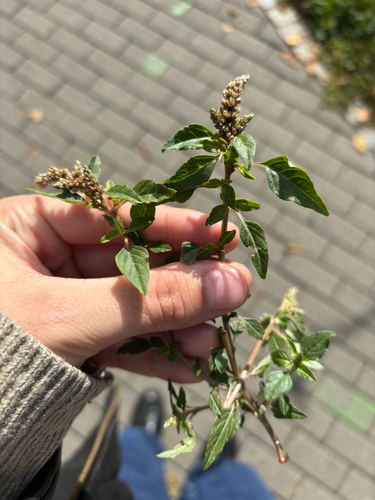 Prostrate Amaranth