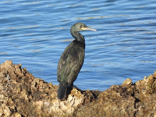 European Shag