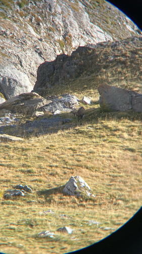 Northern Chamois