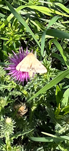 Cotton Bollworm Moth
