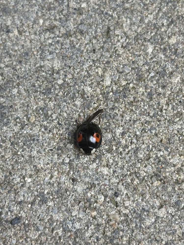 Asian Lady Beetle