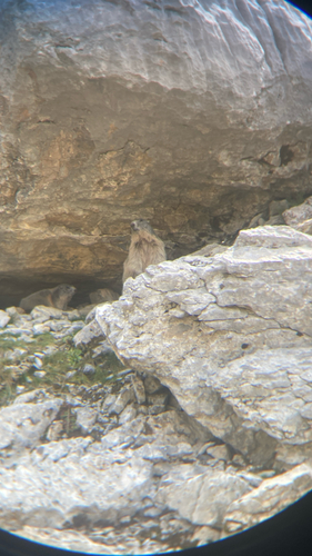 Alpine Marmot