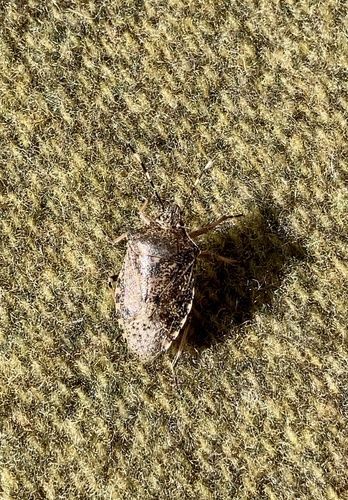 Mottled Stink Bug
