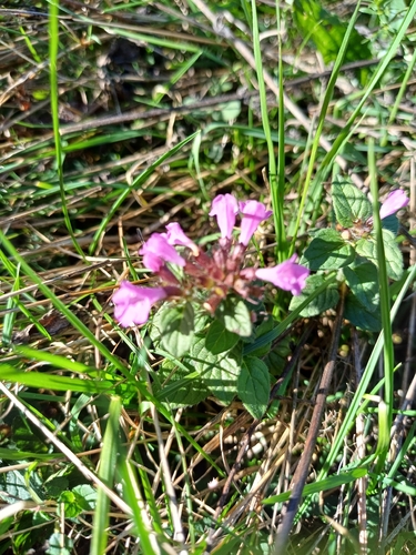 Wild Basil