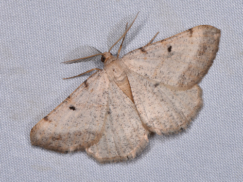 Bordered Grey
