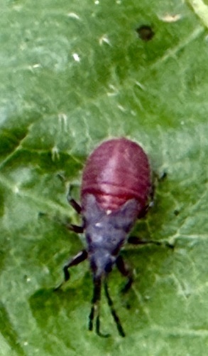 Lime seed bug