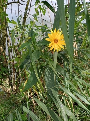 Jerusalem artichoke