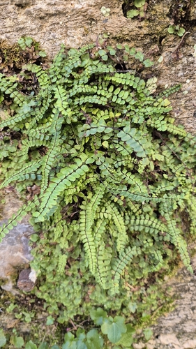 maidenhair spleenwort