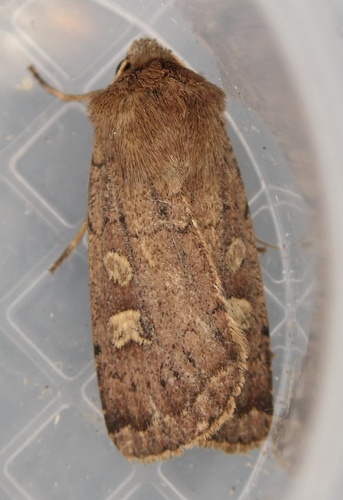 Square-spot Rustic
