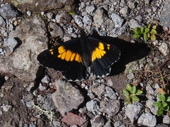 Catasticta teutila flavomaculata