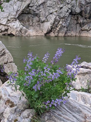 tall blue wild indigo