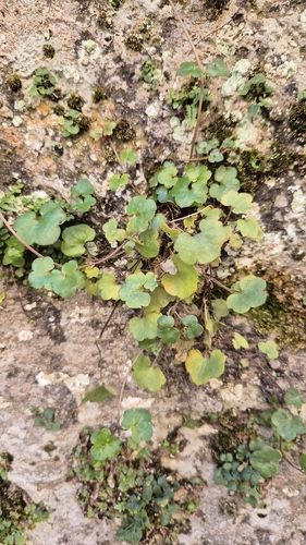 Ivy-leaved toadflax