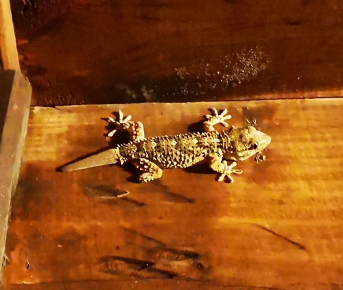 Moorish Gecko