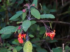 Impatiens turrialbana