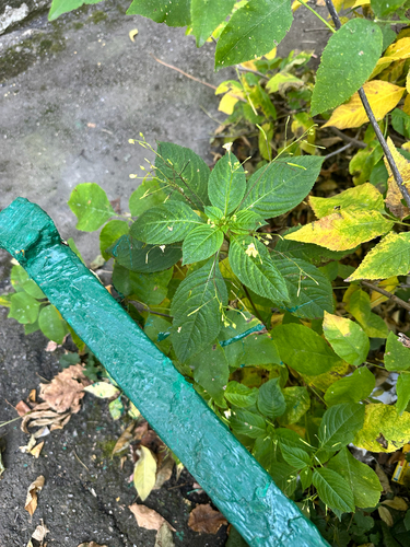small balsam