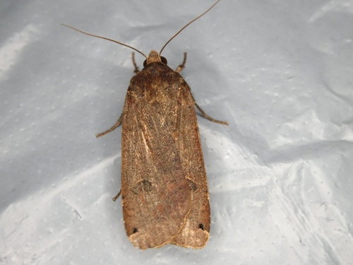 Large Yellow Underwing
