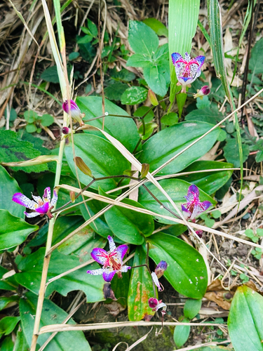 Tricyrtis lasiocarpa
