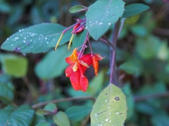 Impatiens turrialbana