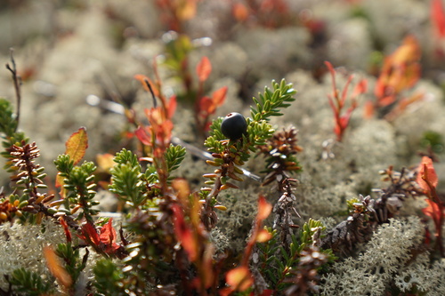 black crowberry